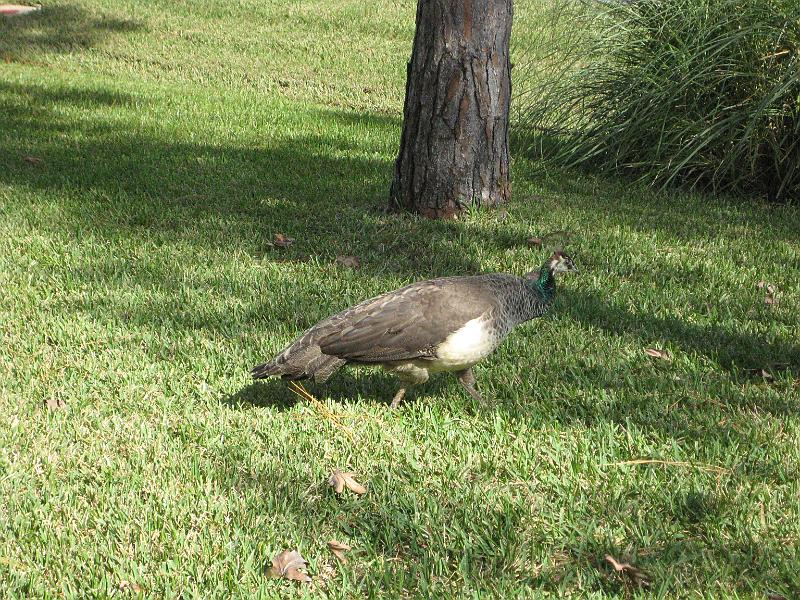 Picture 005